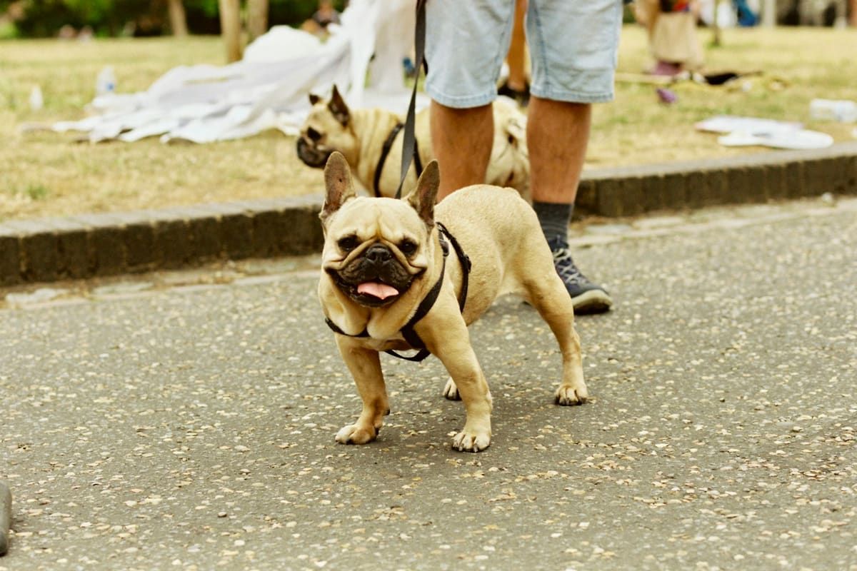 Perro con correa paseando junto a su dueño